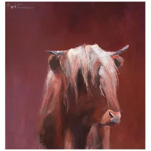 Schotse Hooglander rood