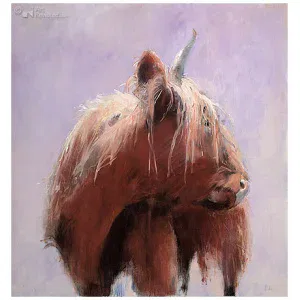 Schotse Hooglander wit