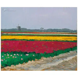 Tulpenveld bij Callantsoog