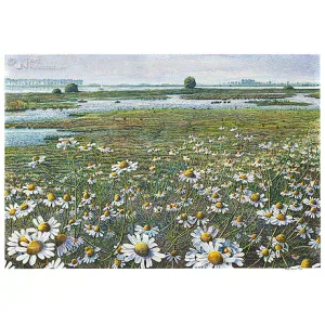 Kamille langs de IJssel