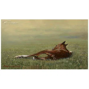 Femke, de eerste levensminuten van een veulen 1