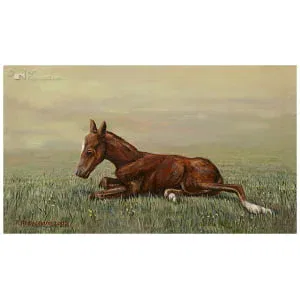 Femke, de eerste levensminuten van een veulen 3