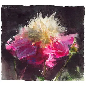 Paeonia 'Bowl of beauty'