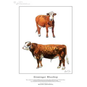 Groninger Blaarkop rood