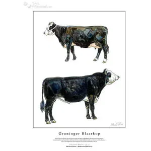 Groninger Blaarkop zwart