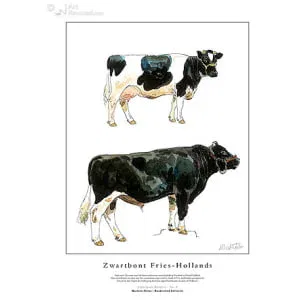 Zwartbont Fries-Hollands