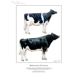 Holstein-Friesian