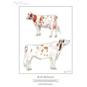 Red Holstein