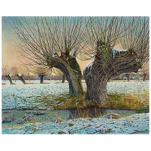 Knotwilg in de winter