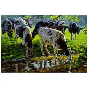 Zwartbont vee drinkend uit een beek