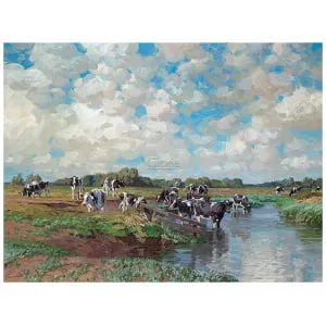 Koeien zoeken verkoeling in de rivier