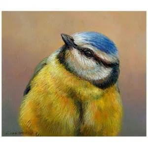 Portret van een Pimpelmees