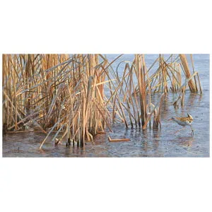 een vogel die in het water staat, vlakbij hoog gras