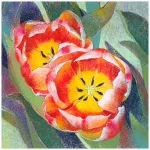 twee rode en gele tulpen met groene bladeren