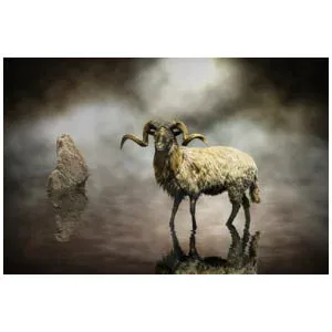 een ram die midden in een watermassa staat