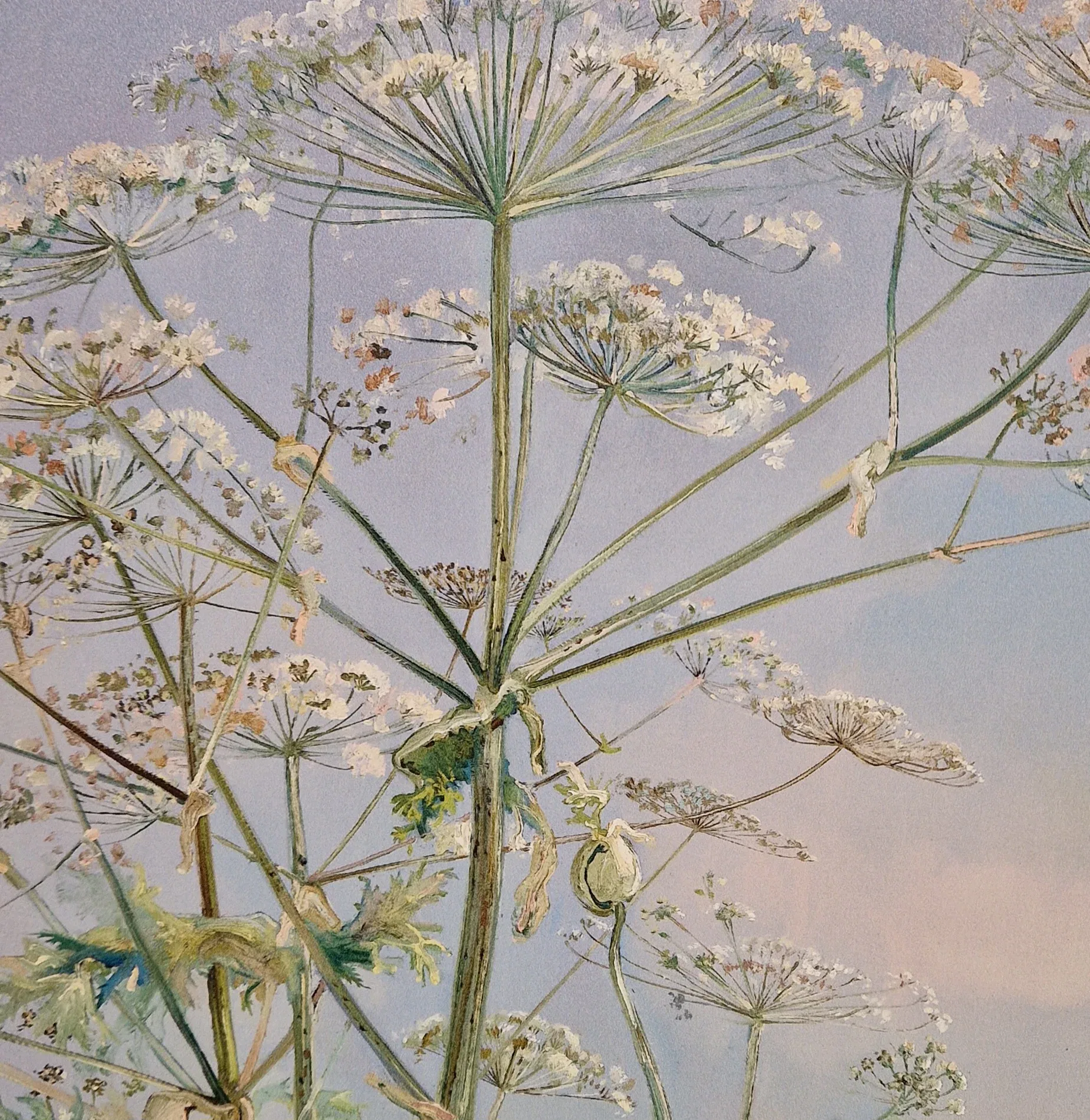 een close-up van een plant met veel bloemen