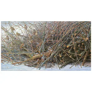 Huismussen en ringmussen