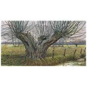 Oude knotwilg bij Terschuur