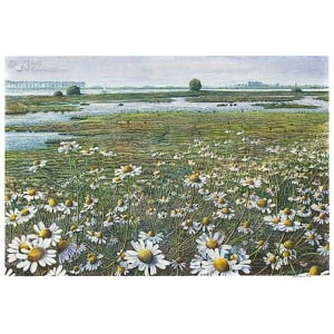 Kamille langs de IJssel