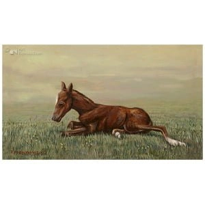 Femke, de eerste levensminuten van een veulen 3