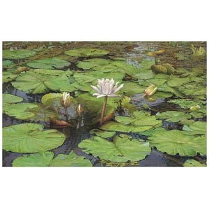 Tropische Waterlelie