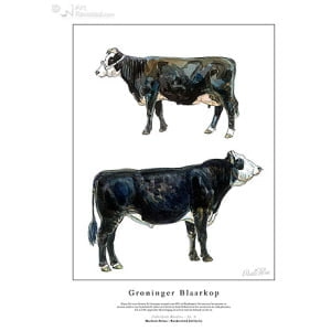 Groninger Blaarkop zwart