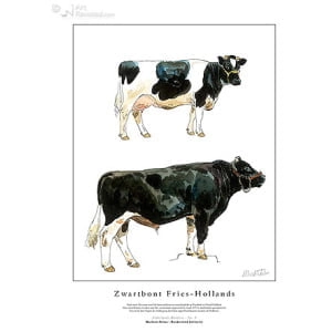 Zwartbont Fries-Hollands