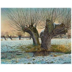 Knotwilg in de winter