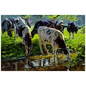 Zwartbont vee drinkend uit een beek