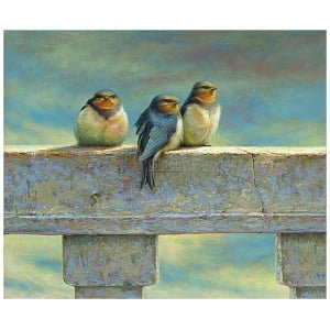 Jonge boerenzwaluwen