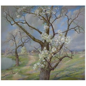 Bloeiende kersenboom