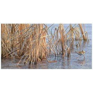 een vogel die in het water staat, vlakbij hoog gras