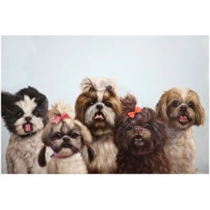 een groep kleine honden die naast elkaar staan