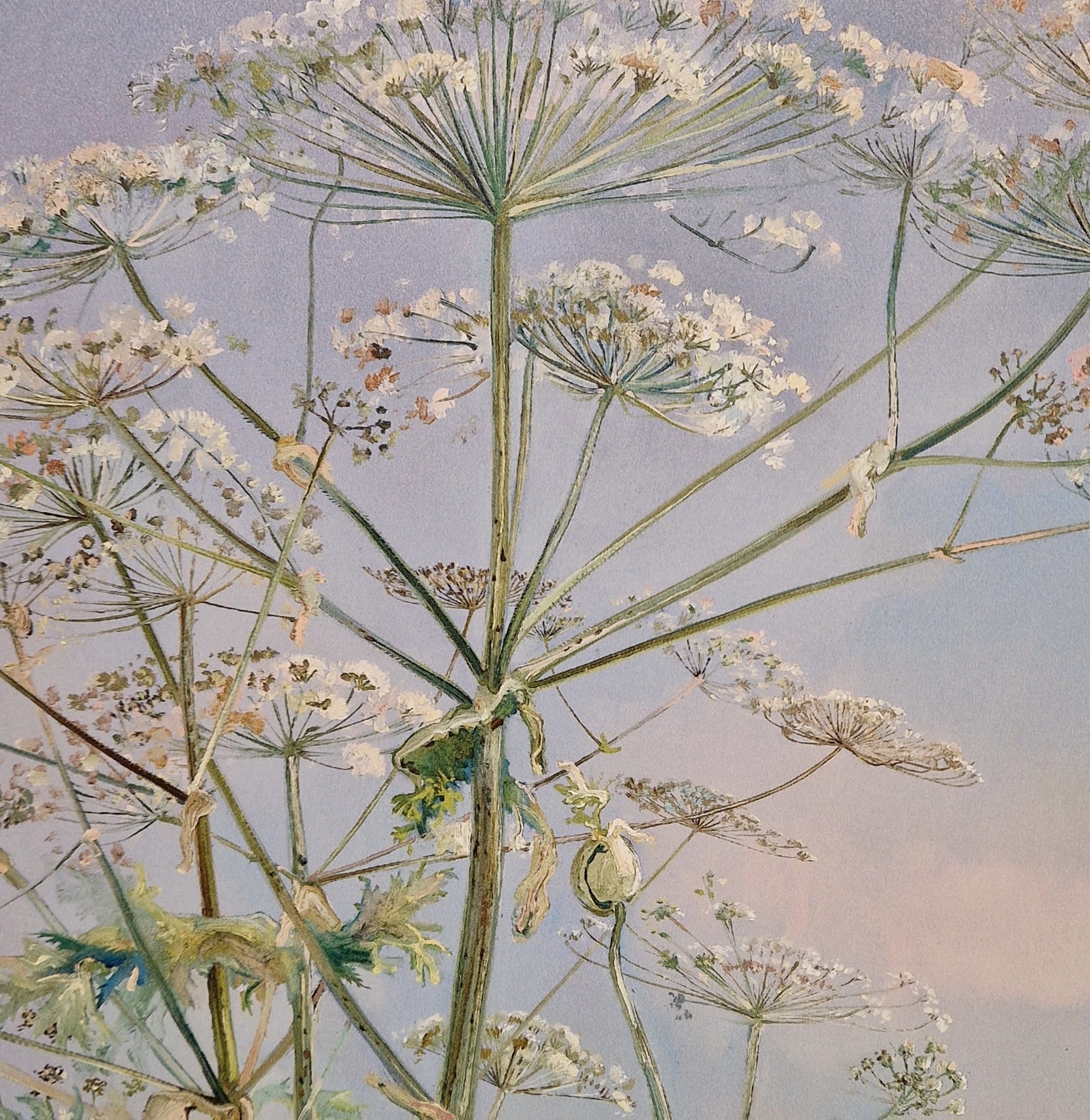 een close-up van een plant met veel bloemen