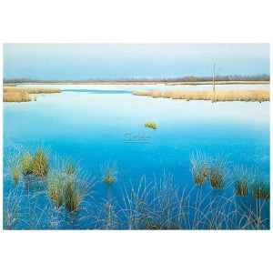 Boerenveensche plassen