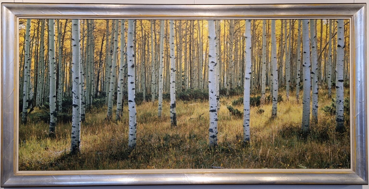 Alain Thomas, Berkenbos in Aspen, V
