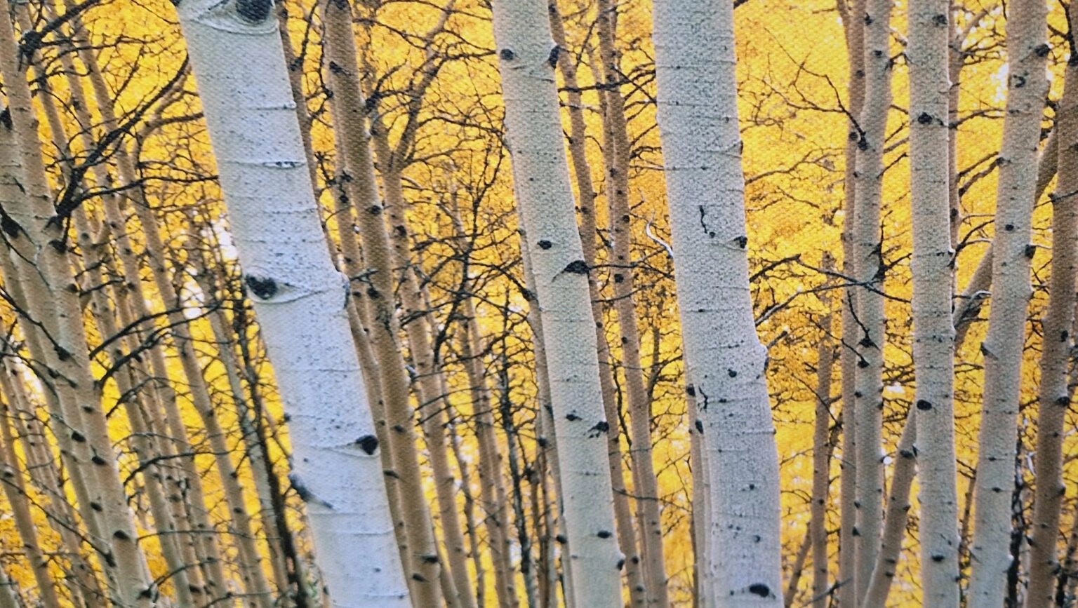Alain Thomas, Berkenbos in Aspen, detail G