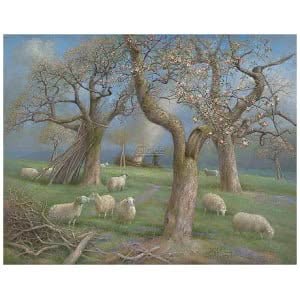Schapen in de boomgaard