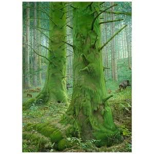 Het Mossenbos