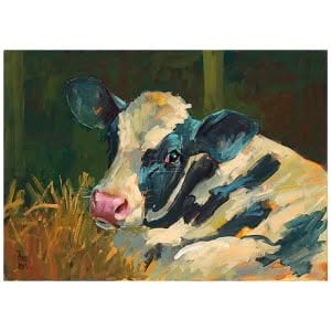 Kalf zwartbont